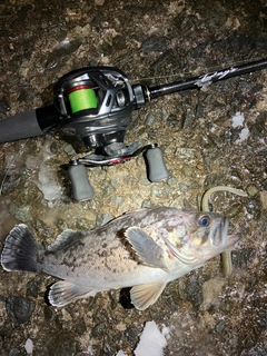 クロソイの釣果