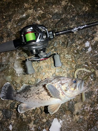 クロソイの釣果