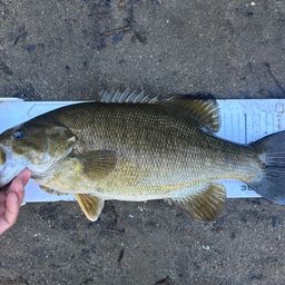 スモールマウスバス