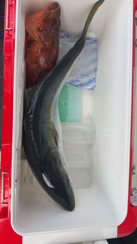 ハマチの釣果