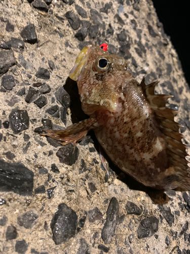 アラカブの釣果