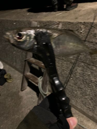 マアジの釣果