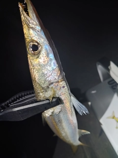 カマスの釣果