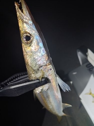 カマスの釣果