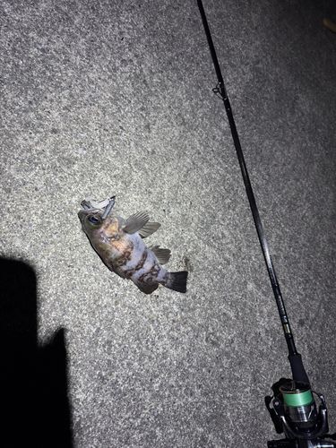 メバルの釣果