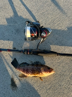 オオモンハタの釣果