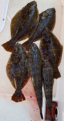 ヒラメの釣果