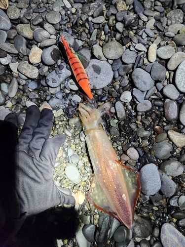 ヤリイカの釣果