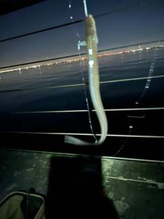 マアナゴの釣果