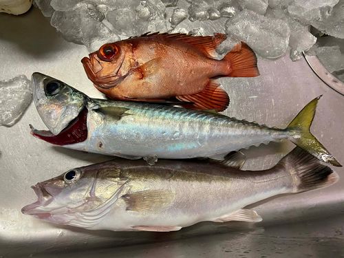 キントキダイの釣果