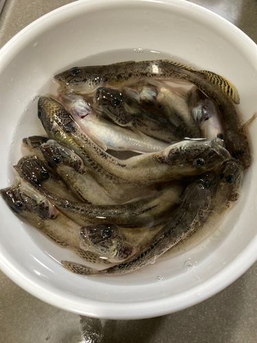 マハゼの釣果