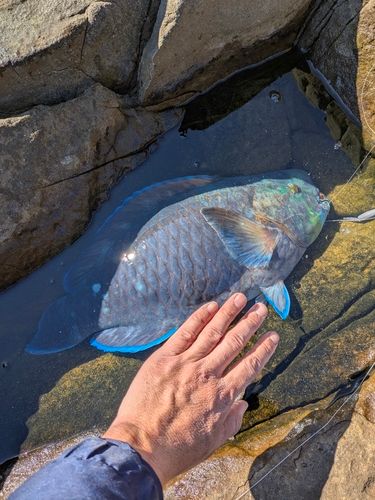 アオブダイの釣果