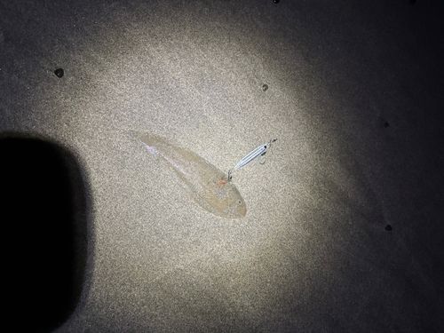 シタビラメの釣果