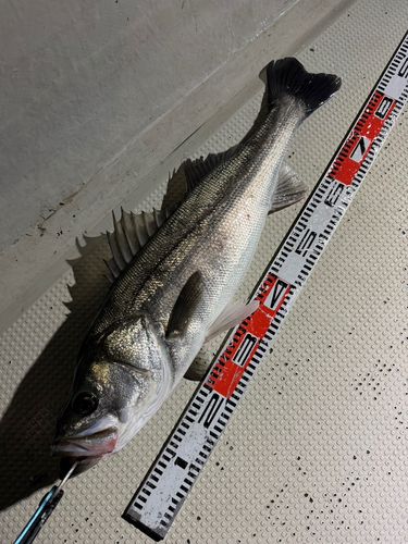 ディズニーリゾート沖