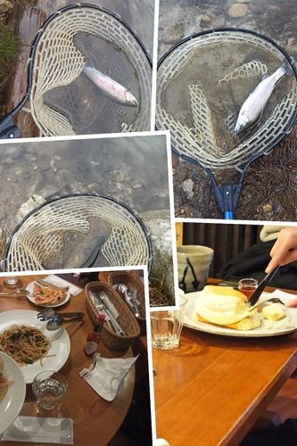 ニジマスの釣果