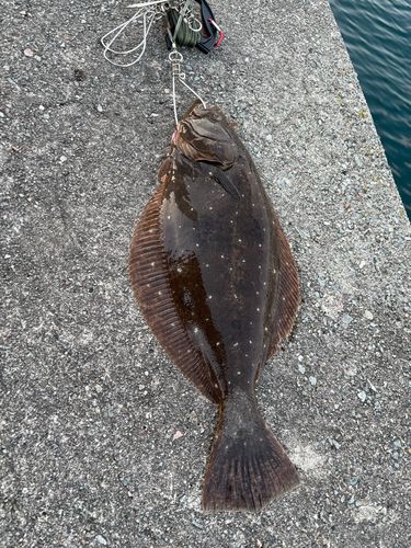 ヒラメの釣果