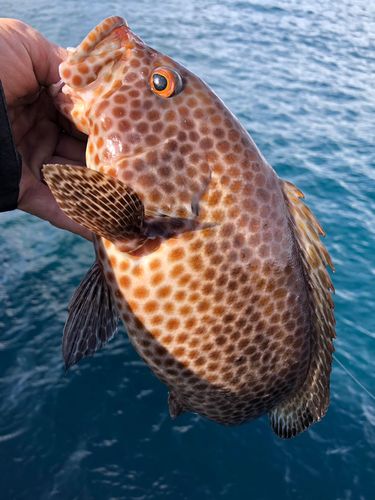オオモンハタの釣果