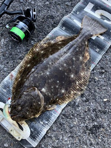 ヒラメの釣果