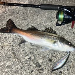 セイゴ（マルスズキ）