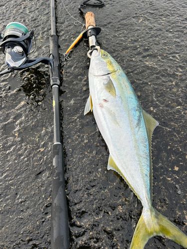 ハマチの釣果