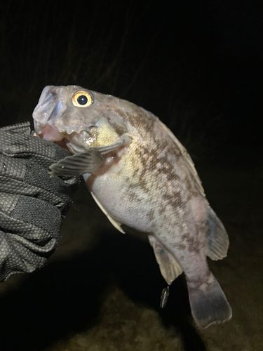 クロソイの釣果