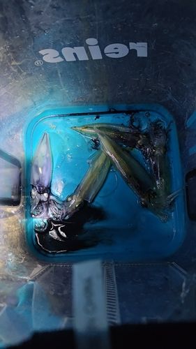 イカの釣果