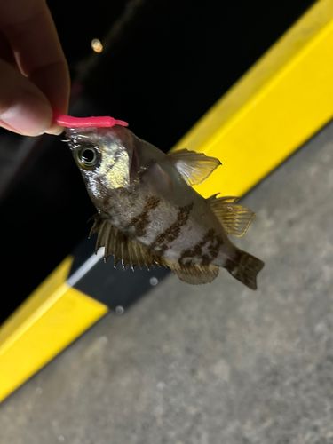 小名浜港アクアマリンふくしま周辺