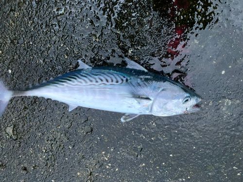 スマガツオの釣果
