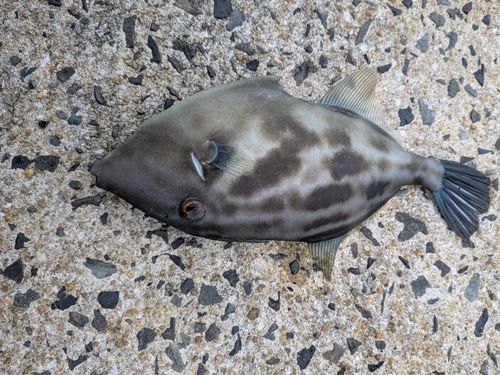 ウマヅラハギの釣果