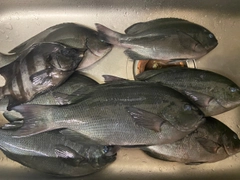 メジナの釣果