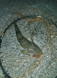 マゴチの釣果