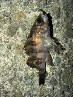 シロメバルの釣果