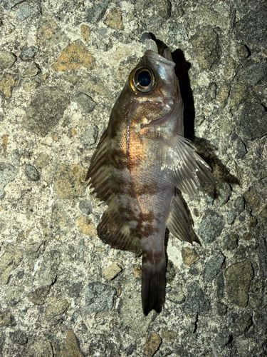 シロメバルの釣果