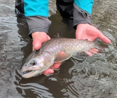 アメマスの釣果