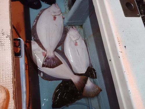 ヒラメの釣果