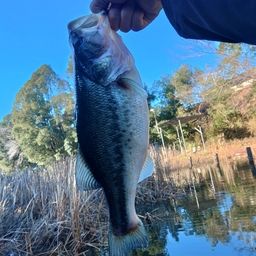 ラージマウスバス