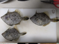 カワハギの釣果