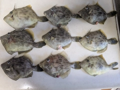 カワハギの釣果