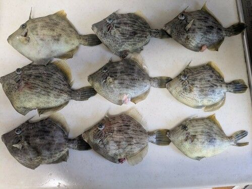 カワハギの釣果