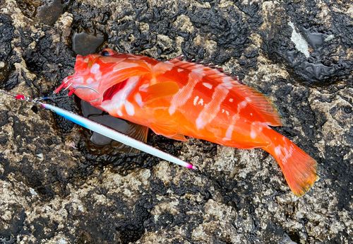 アカハタの釣果