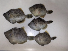 カワハギの釣果