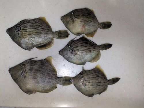 カワハギの釣果