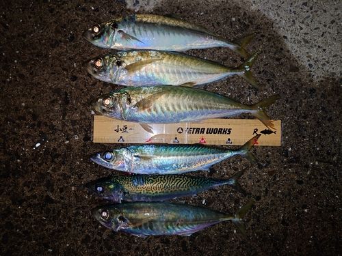 アジの釣果