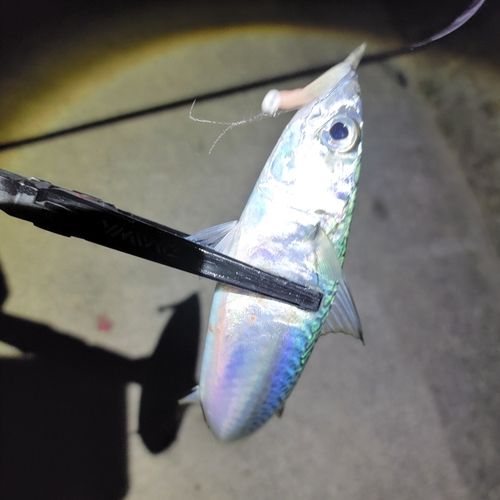 サバの釣果