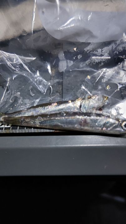 カタクチイワシ