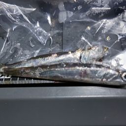 カタクチイワシ