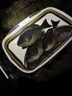 クチブトグレの釣果