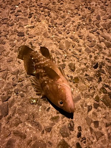 キジハタの釣果