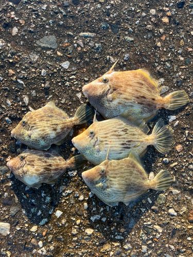 カワハギの釣果