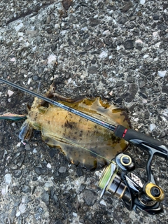イカの釣果